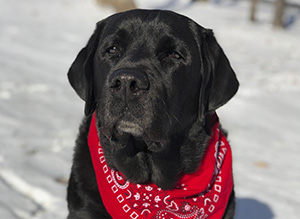 Altersgerechte Ernährung von Hunden