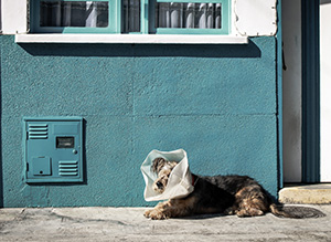 Altersgerechte Ernährung von Hunden