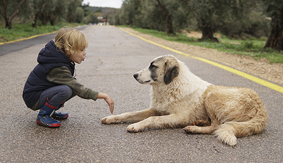 Kinder und Hunde